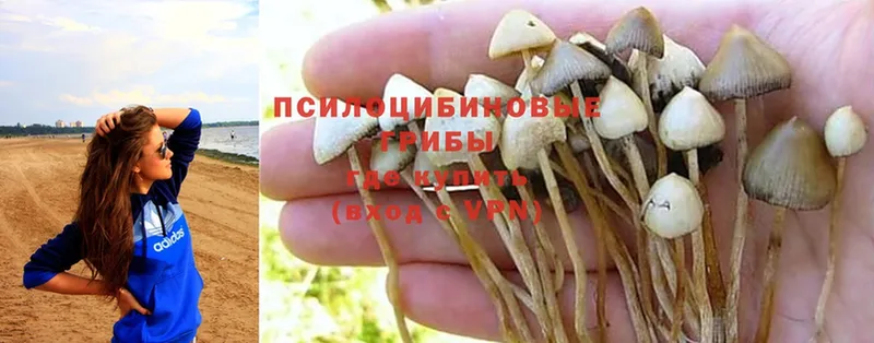 что такое   Урюпинск  Галлюциногенные грибы Psilocybine cubensis 